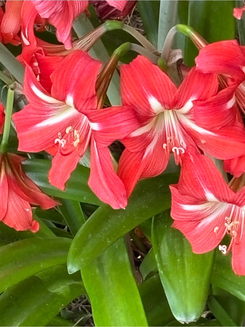 Five Stargazer amaryllis bulbs with beautiful red and white blooms.